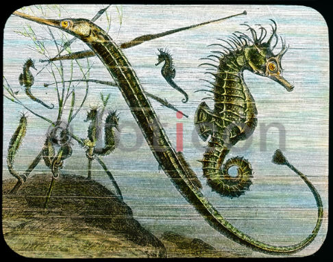 Seepferdchen und Seenadel | Seahorses and pipefish (foticon-600-simon-meer-363-059.jpg)